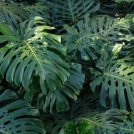 Вилла El Jardin De La Palapa