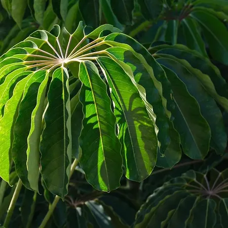El Jardin De La Palapa Вилла