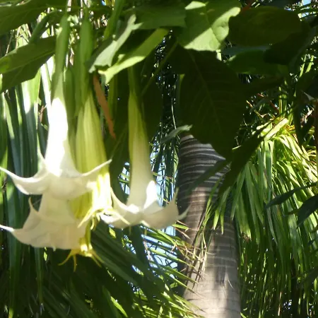 El Jardin De La Palapa Los Realejos