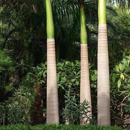El Jardin De La Palapa *